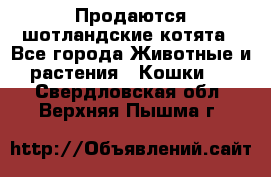 Продаются шотландские котята - Все города Животные и растения » Кошки   . Свердловская обл.,Верхняя Пышма г.